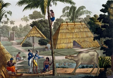 Naturalistas preguntan a nativos cerca de Kupang, Timor, placa 7 de 